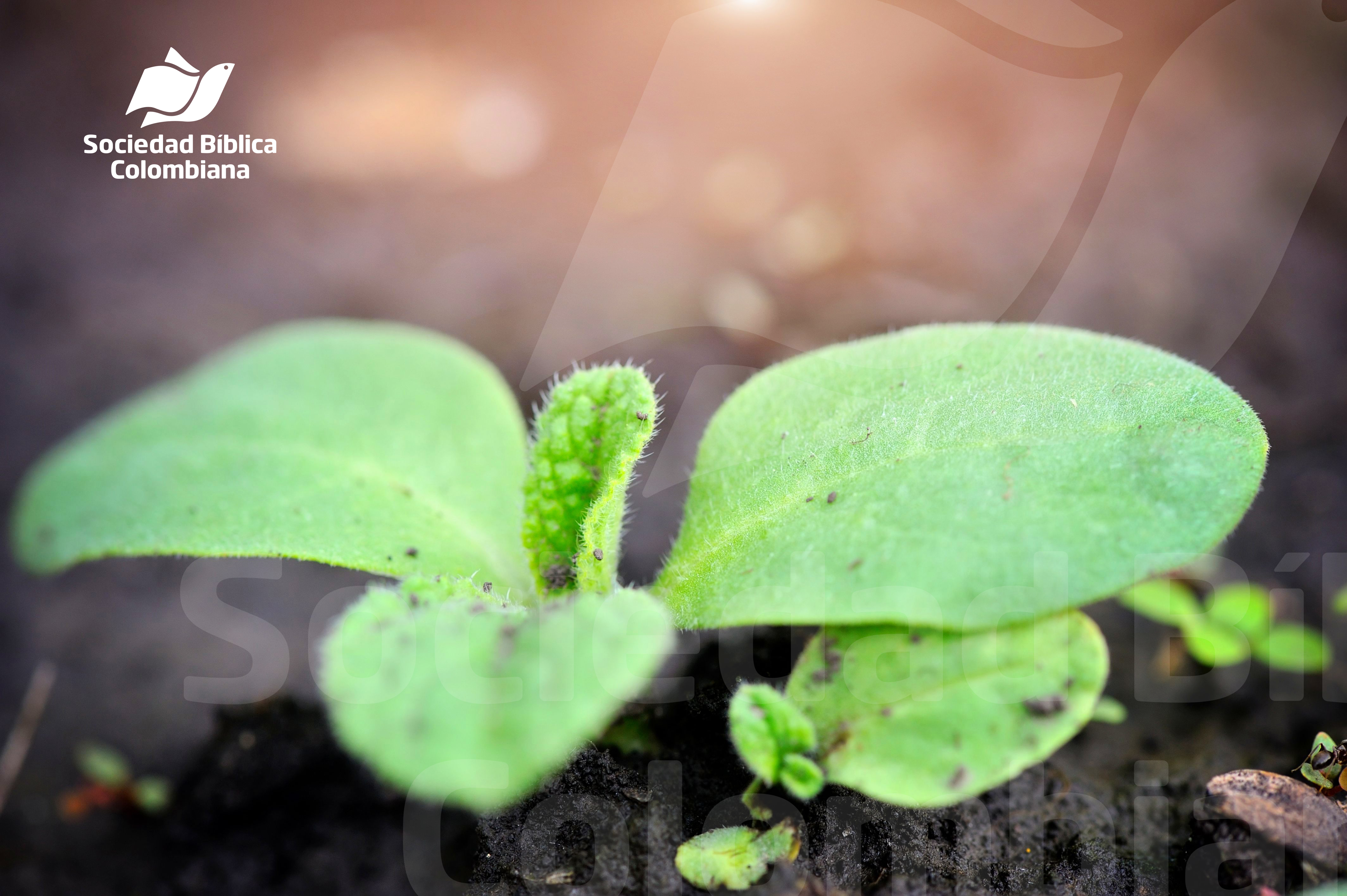 young-sprout-cucumber-in-the-garden-in-spring-sel-2023-11-27-04-51-00-utc baja